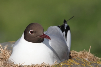 Black-headed gull by Tom Hibbert