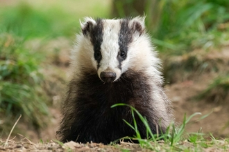 badger