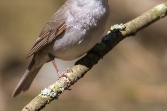 Black cap Jon Hawkins - Surrey Hills Photography