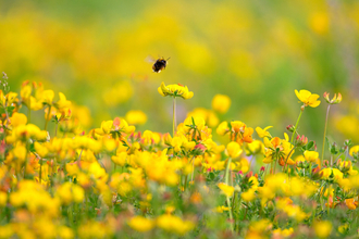 Bee in yellow wildflowers