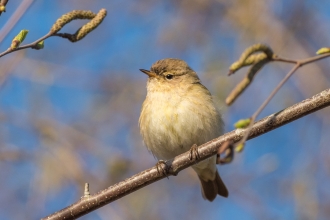 Chiff Chaff by Janet Packham