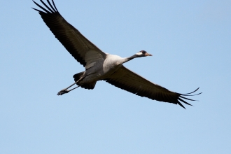 Common crane