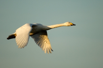 Whooper swans by Danny Green/2020VISION