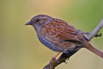 Dunnock by Neil Aldridge