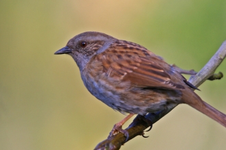 Dunnock by Neil Aldridge