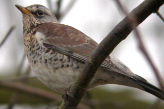 Fieldfare by Dave Appleton