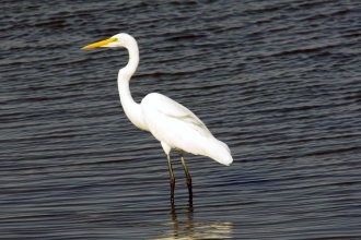 Great white egret by Derek Moore