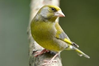 Greenfinch by Adam Jones