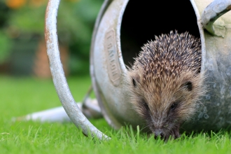 Hedgehog in watering can