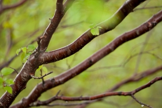 Silver birch by Mark Hamblin/2020VISION