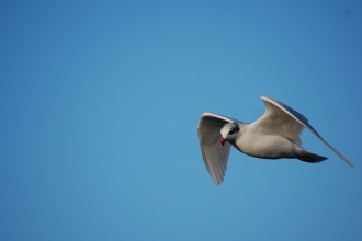 Mediterranean gull