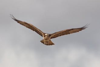 Osprey by Peter Cairns/2020VISION