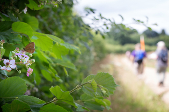 hedgerow