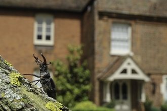 Stag beetle
