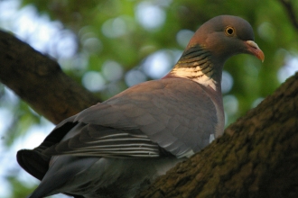 Woodpigeon by Neil Aldridge