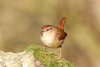 Wren by Adam Jones