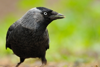 Jackdaw by Fergus Gill/2020VISION