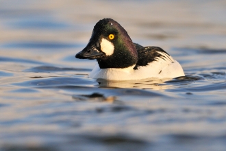 Goldeneye by Fergus Gill/2020VISION