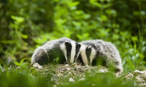 Two badgers in woodland, Derbyshire Wildlife Trust