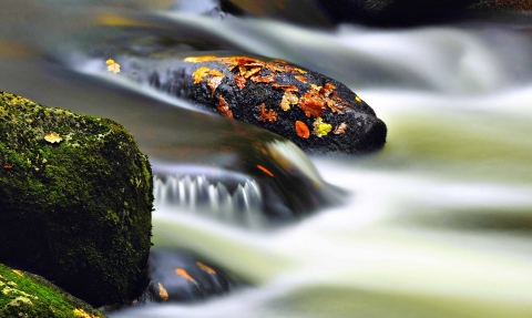 Autumn stream, Steve Waterhouse 