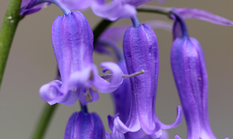 Bluebell, Jim Higham