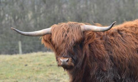 Highland cattle at Woodside Farm, Gavin Henderson