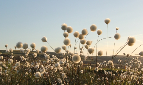 cotton grass, David Fryer-Winder