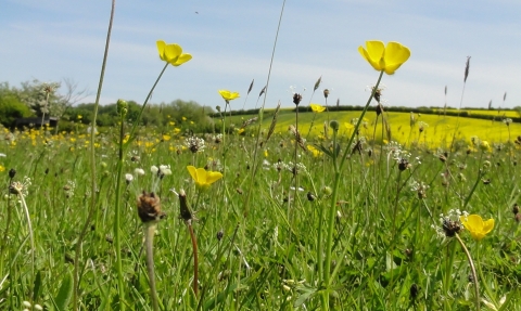 Wild flower meadow, Scott Jarvis