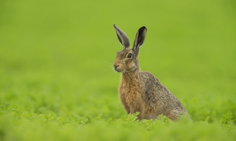 Brown hare, Jamie Hall