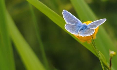 Common blue, Amy Lewis 