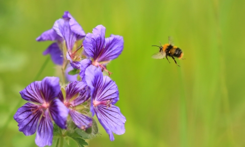 Early bumblebee, Jon Hawkins, Surrey Hills Photography 