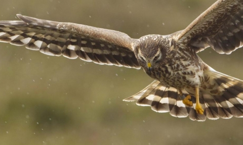 Hen Harrier, Mark Hamblin, 2020 Vision