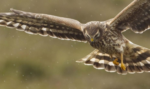 Hen Harrier, Mark Hamblin, 2020 Vision 