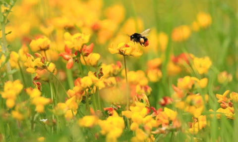 Red tailed bumblebee, Jon Hawkins, Surrey Hills Photography