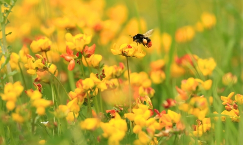 Red tailed bumblebee, Jon Hawkins, Surrey Hills Photography 