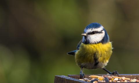 Blue tit, Sharon Dale via Flickr