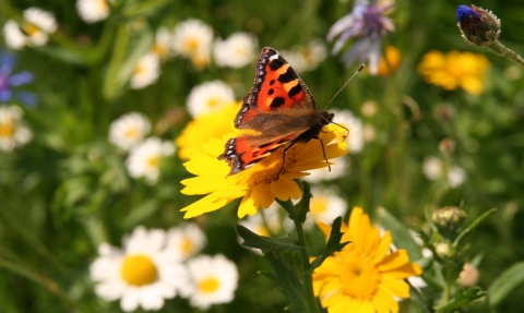 Small tortoiseshell butterfly enjoying Belper Coppice meadow creation, Kieron Huston 