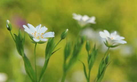 Greater stitchwort, Kieron Huston