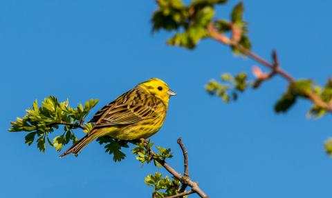 Yellowhammer, Richard Smith