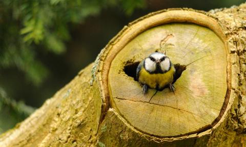 Blue tit, Amy Lewis