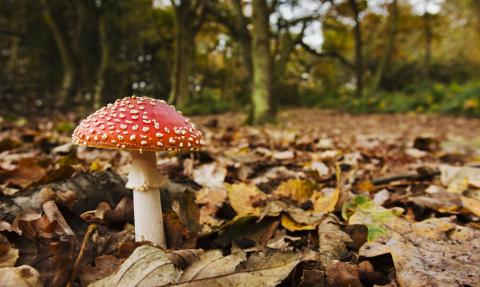 Fly Agaric, Elliott Neep