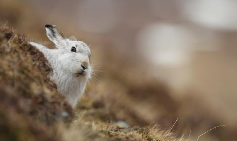 Mountain hare, Luke Massey 2020VISION