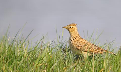 Skylark, Amy Lewis