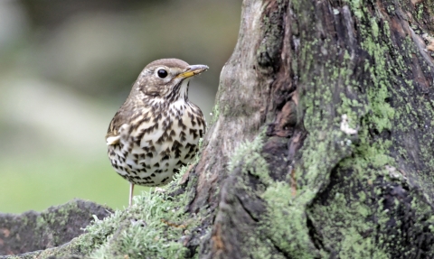 Song thrush by Margaret Holland
