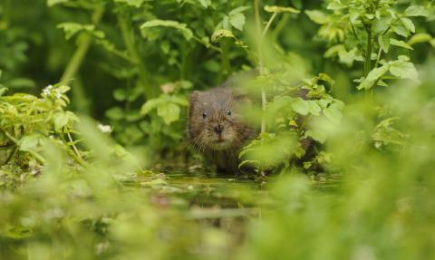 Water vole, Terry Whittaker 2020 Vision