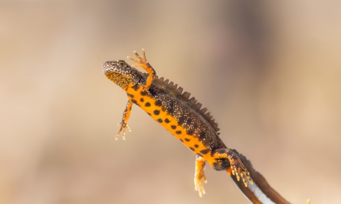 Great crested newt, The Wildlife Trusts 