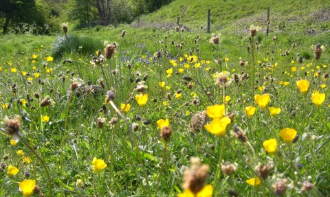 Rose End Meadows, Roy Smith