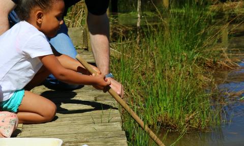 Pond dipping, Sarah Watson 