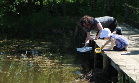 Pond dipping, Sarah Watson 