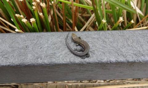 common lizard on boardwalk, Libby Duggan-Jones